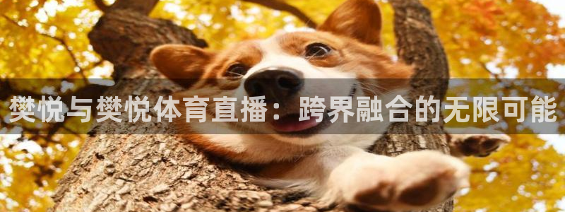 樊悦与樊悦体育直播：跨界融合的无限可能