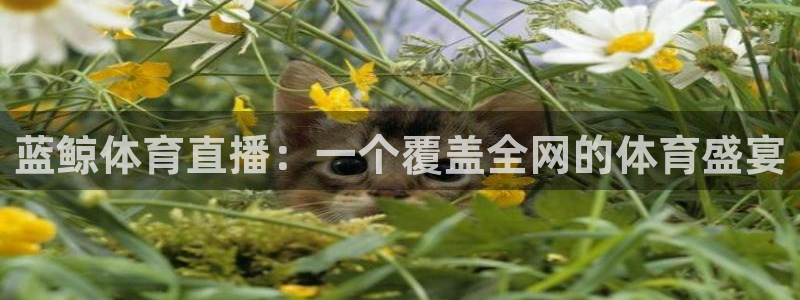 蓝鲸体育直播：一个覆盖全网的体育盛宴